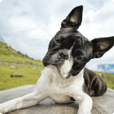 Boston Terrier dog