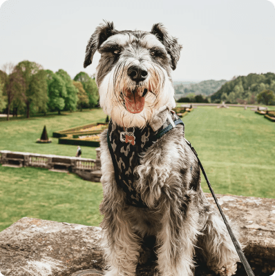 Standard Schnauzer dog