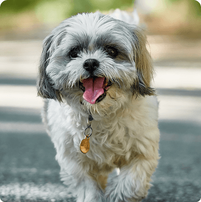 Shih Tzu dog