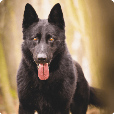 Belgian Sheepdog dog