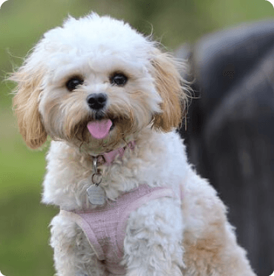 Maltipoo dog