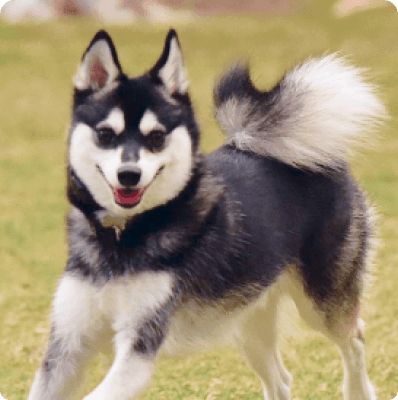 Alaskan Klee Kai dog