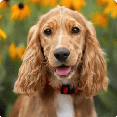 Cocker Spaniel dog