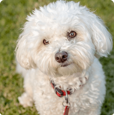 Shichon dog