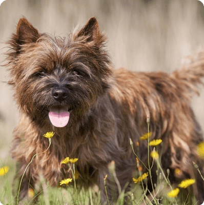 Cairn Terrier dog