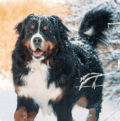 Bernese Mountain dog