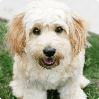 Cavachon dog