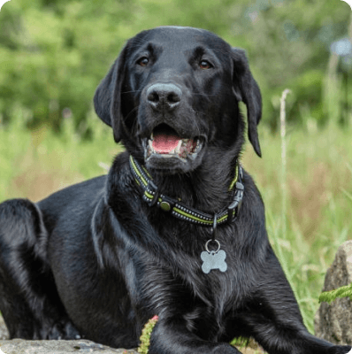 Labrador Retriever dog