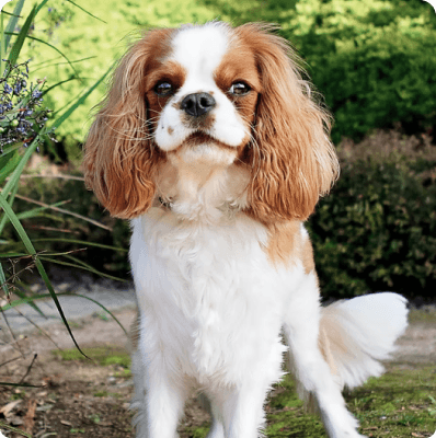 Cavalier King Charles Spaniel dog