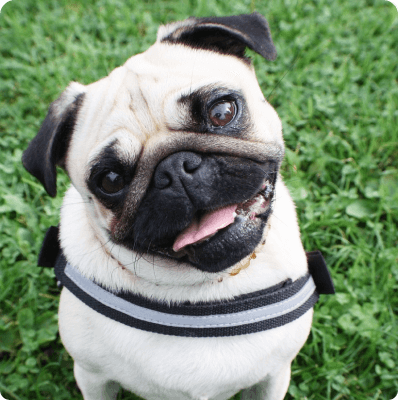 Pug dog