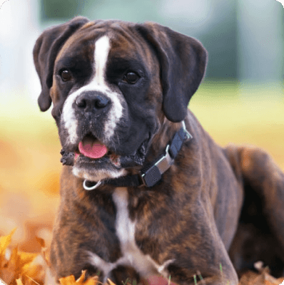 Boxer dog