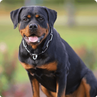 Rottweiler dog