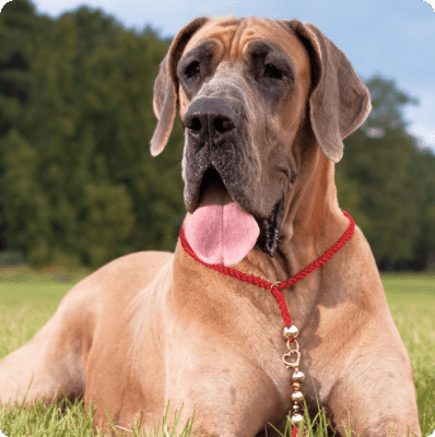 Great Dane dog