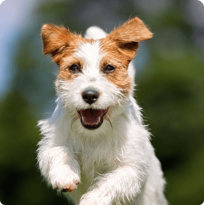 Jack Russell Terrier dog