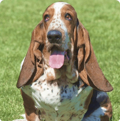 Basset Hound dog