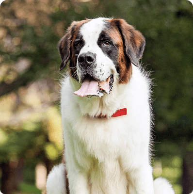 Saint Bernard dog