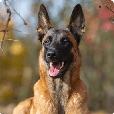 Belgian Malinois dog