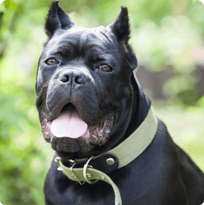Dogs in Oregon