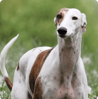 Italian Greyhound dog