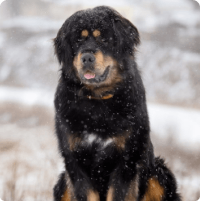 Tibetan Mastiff dog