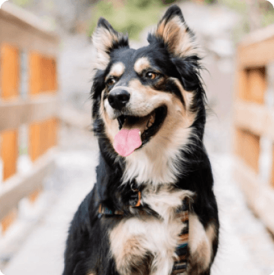 Australian Shepherd Husky dog