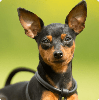 Miniature Pinscher dog