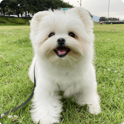 Maltipom dog