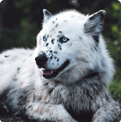 Dalmatian Huskydoodle dog