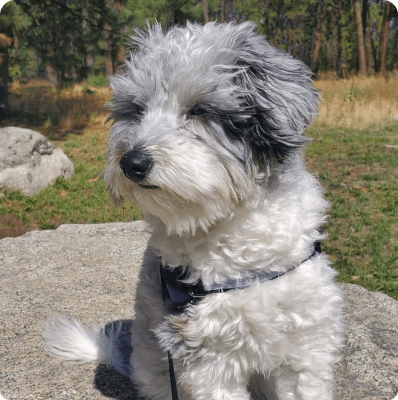 Sheltiedoodle dog