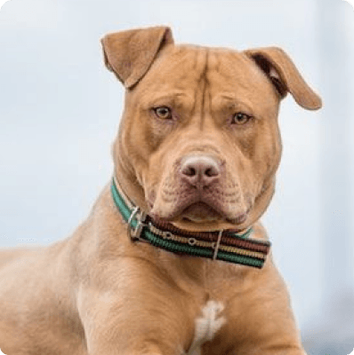 Staffordshire Bull Terrier dog