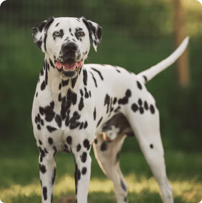 Dalmatian dog