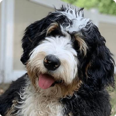 Bernedoodle dog