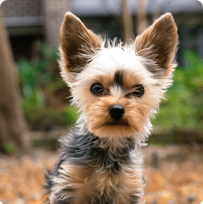 Yorkshire Terrier dog