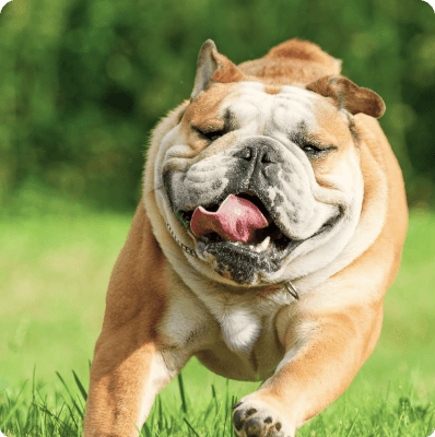 English Bulldog dog