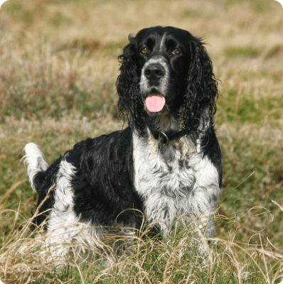 English Springer Spaniel dog