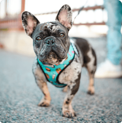 French Bulldog dog