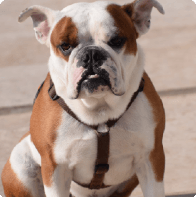 Olde English Bulldogge dog