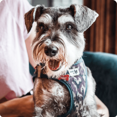 Miniature Schnauzer dog