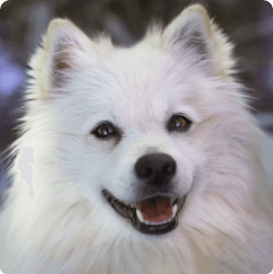 Dogs in Alaska