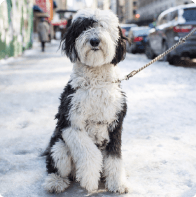 Sheepadoodle dog