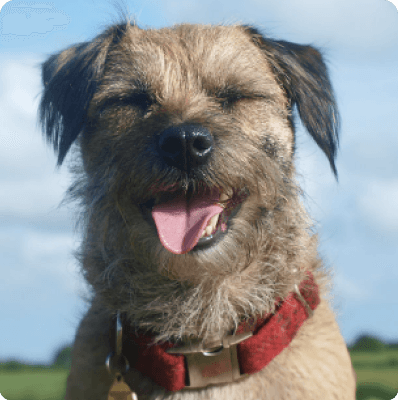 Border Terrier dog