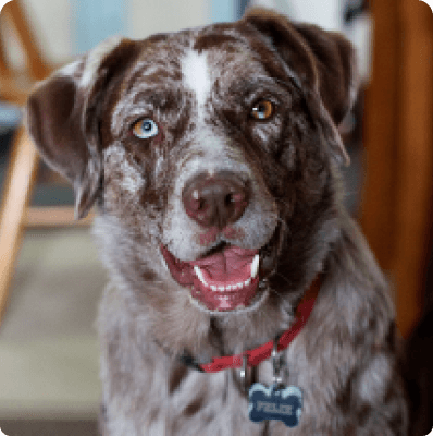 Dogs in Alabama