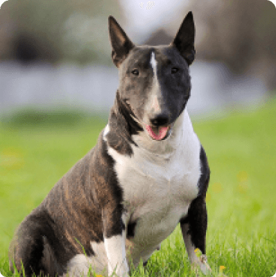 Dogs in Pennsylvania