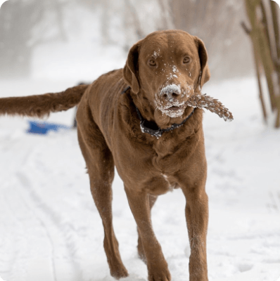 Dogs in Virginia