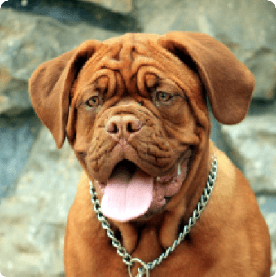 Dogs in Arkansas