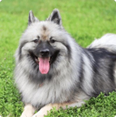 Dogs in Alabama