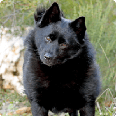 Schipperke dog