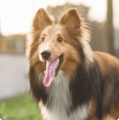 Shetland Sheepdog dog