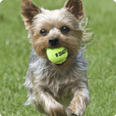 Dogs in California