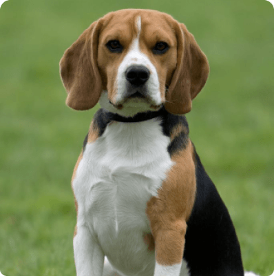 Pocket Beagle dog